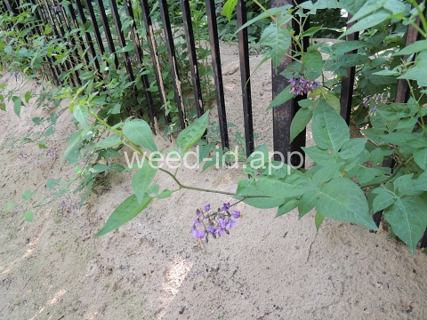 nightshade, bittersweet